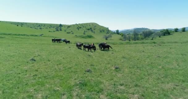 Vuelo sobre el rebaño de caballos salvajes en el prado de montaña. Verano montañas naturaleza salvaje. Concepto de ecología de libertad. — Vídeos de Stock