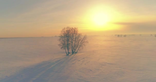 Vista aerea del freddo paesaggio invernale campo artico, alberi coperti di neve gelata, fiume ghiaccio e raggi solari all'orizzonte. Clima estremo a bassa temperatura. — Video Stock