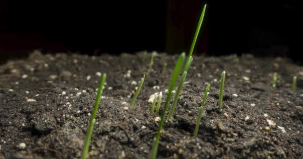 Erba fresca crescente macro time-lapse. Primo piano della germinazione e della crescita di minuscole colture di cereali erba. Grano, avena o orzo. Movimento panoramico motorizzato. — Video Stock