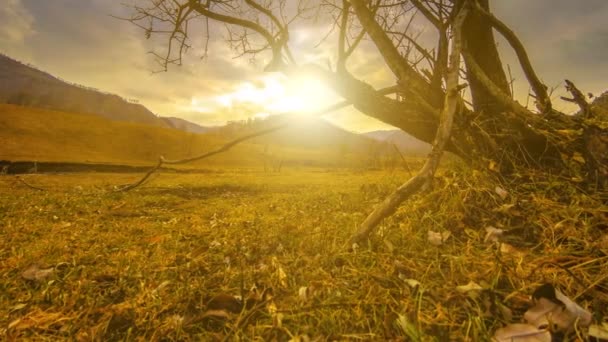 Prăbușirea timpului copacului morții și iarba galbenă uscată în peisajul montan cu nori și raze solare. Mișcarea orizontală a cursorului — Videoclip de stoc
