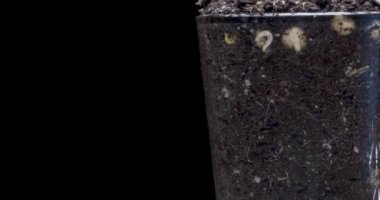 Taze fasulye büyüyen makro zaman atlaması. Tomurcuklanma ve minik bezelye yapraklarının büyümesi. Sağlıklı vejetaryen gıda konsepti. Motorlu panoramik ve masa rotasyonu hareketi. Alfa maskesi hazır..