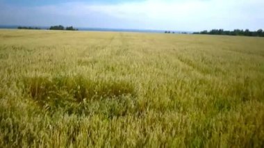 Bir sarı buğday alanının hava operasyonlarla