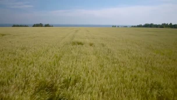 Sobrevoo aéreo de um campo de trigo amarelo — Vídeo de Stock