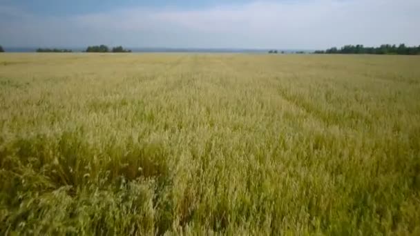 Воздушный полет желтого пшеничного поля — стоковое видео