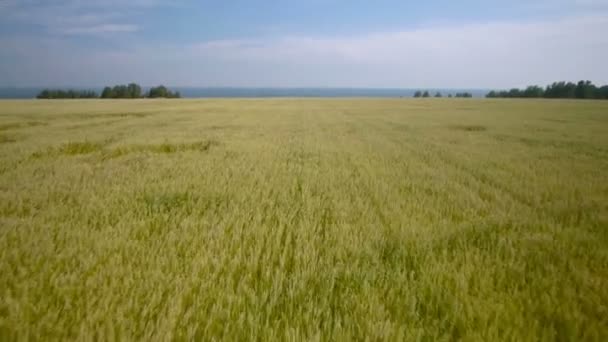Повітряний політ жовтого пшеничного поля . — стокове відео