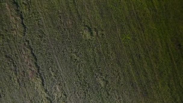 Überflug eines gelben Weizenfeldes aus der Luft — Stockvideo