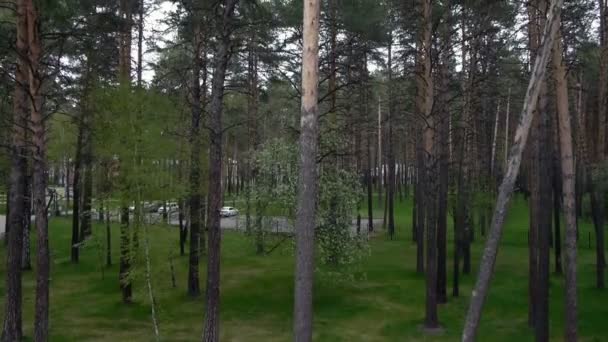 Aérea de un bosque de pinos — Vídeos de Stock