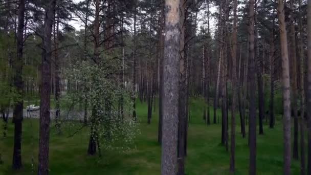 Aéreo de uma floresta de pinheiro — Vídeo de Stock