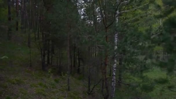 Vue aérienne d'une forêt de pins — Video