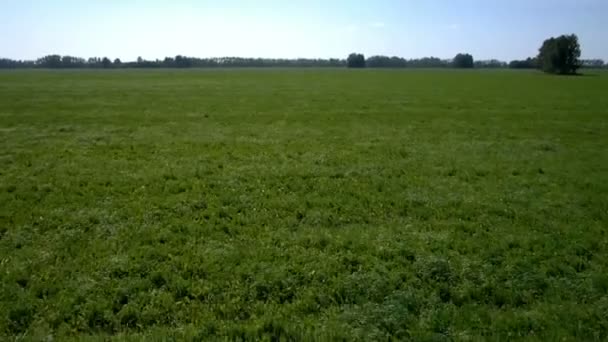 Paisagem de campo de grama . — Vídeo de Stock