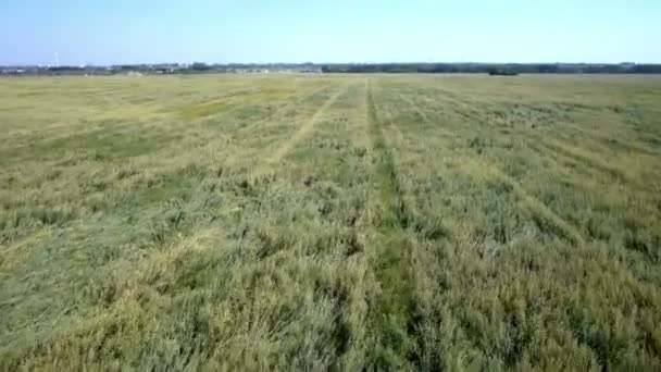 Gras veld landschap. — Stockvideo