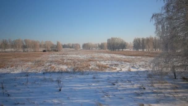 Árboles con nieve en el parque rural de invierno — Vídeo de stock