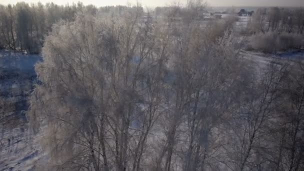 Alberi con neve nel parco rurale invernale — Video Stock