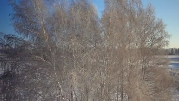 Árboles con nieve en el parque rural de invierno — Vídeos de Stock