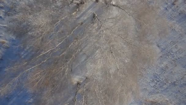 Árboles con nieve en el parque rural de invierno — Vídeos de Stock