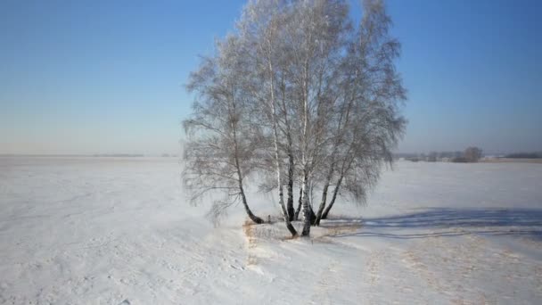 Árvores com neve no parque rural de inverno — Vídeo de Stock
