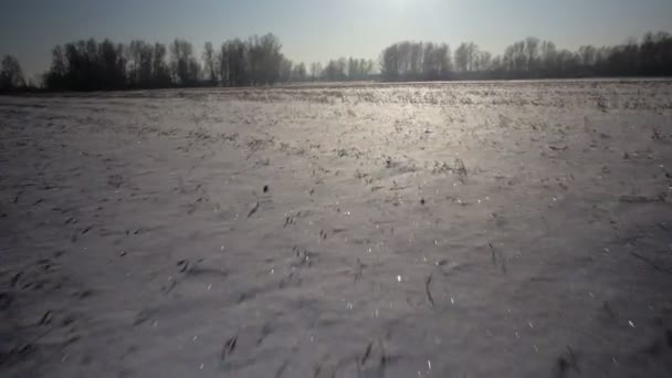 Winter park in snow. Snowy field and blue sky. — Stock Video