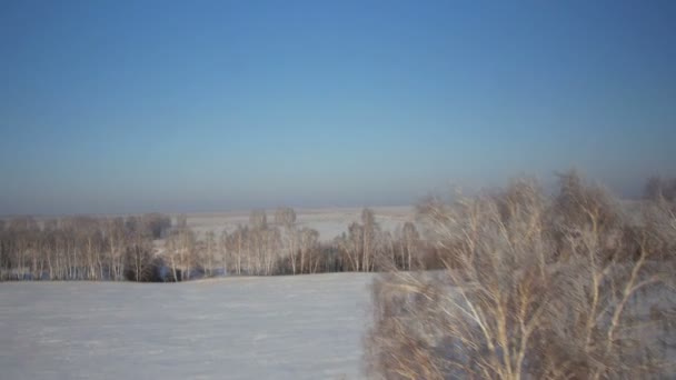 Árvores com neve no parque rural de inverno — Vídeo de Stock