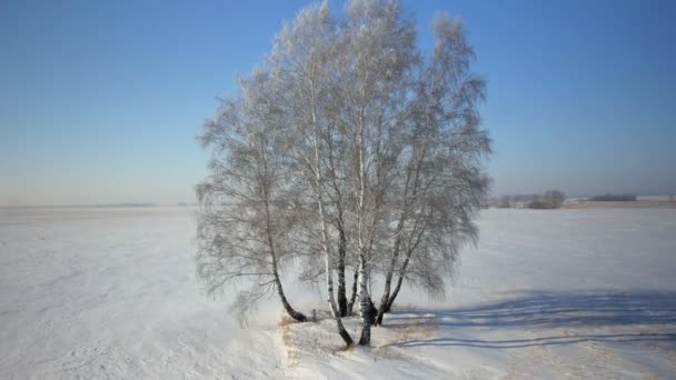 Árboles con nieve en el parque rural de invierno — Vídeo de stock