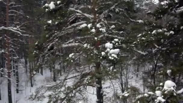 Vue aérienne de la forêt d'hiver