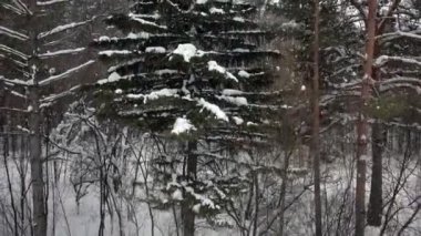 Kış ormanının havadan görünüşü