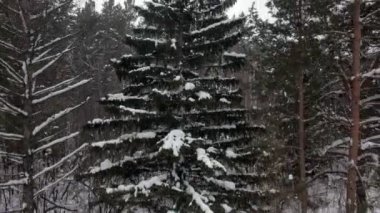 Kış ormanının havadan görünüşü