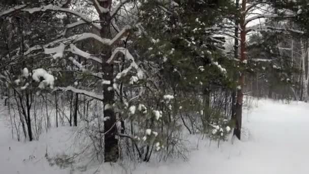 Luftaufnahme des Winterwaldes — Stockvideo