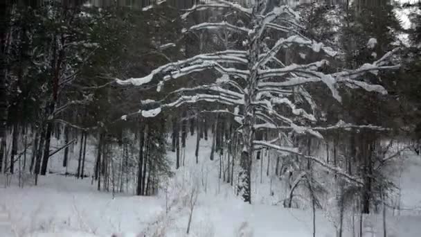 Kış ormanının havadan görünüşü — Stok video