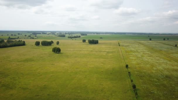 AERIAL: Політ над пшеничним полем осінній день — стокове відео