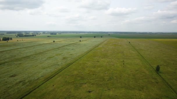 AERIAL: Полет над пшеничным полем осенним днем — стоковое видео