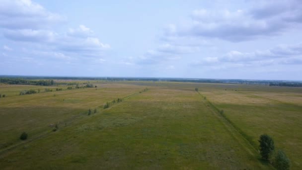 Vuelo sobre el campo de trigo . — Vídeos de Stock