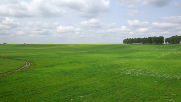 AERIAL: Vuelo sobre el campo verde . — Vídeos de Stock