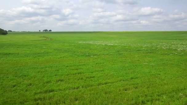 AERIAL: Vuelo sobre el campo verde . — Vídeo de stock