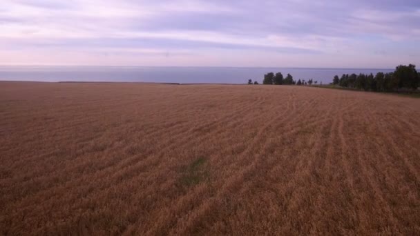 Aerial: Yellow field of wheat, blue sea. Summer morning. — Stock Video