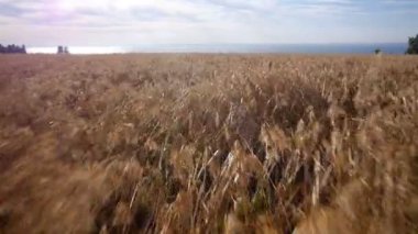 Hava: Buğday, mavi deniz sarı alan. Yaz sabahı.
