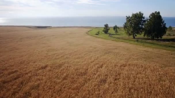 Aerial: Yellow field of wheat, blue sea. Summer morning. — Stock Video