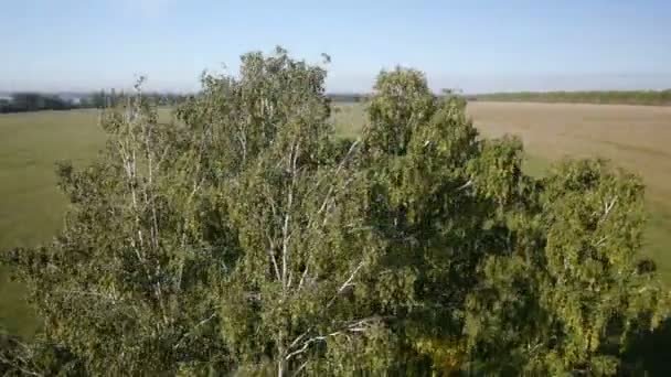 Aérea: vuelo sobre hermoso árbol verde en el campo de verano dorado — Vídeo de stock