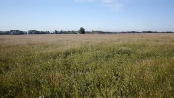 Aerial: Yellow field of wheat, blue sea. Summer morning. — Stock Video