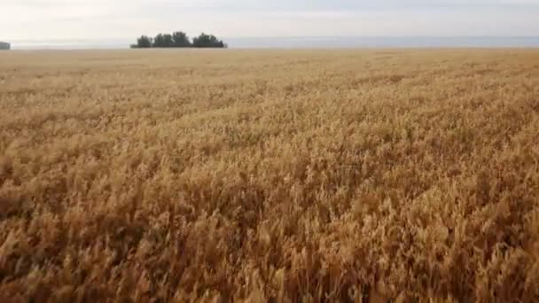 Légi: Sárga mezőben, búza, kék tenger. Nyári reggel. — Stock videók