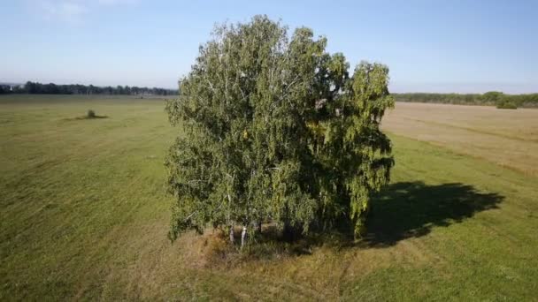 Воздух: полет над красивым зеленым деревом на золотом летнем поле — стоковое видео
