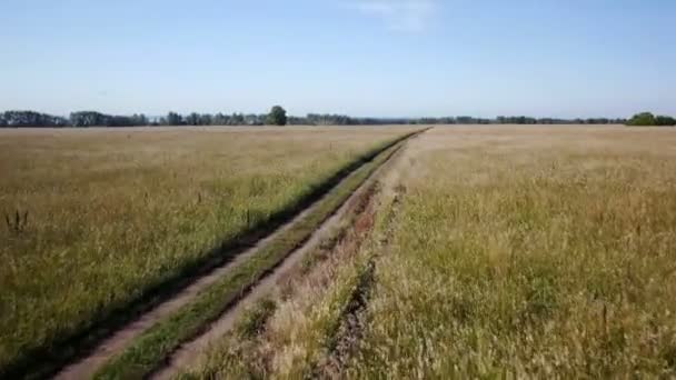 Aérea: Campo amarillo de trigo, mar azul. Mañana de verano . — Vídeo de stock