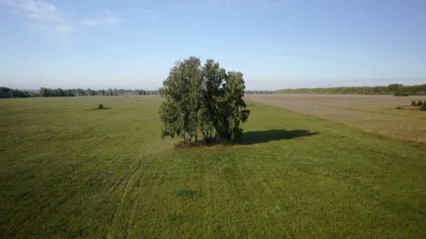 Aérea: vuelo sobre hermoso árbol verde en el campo de verano dorado — Vídeo de stock