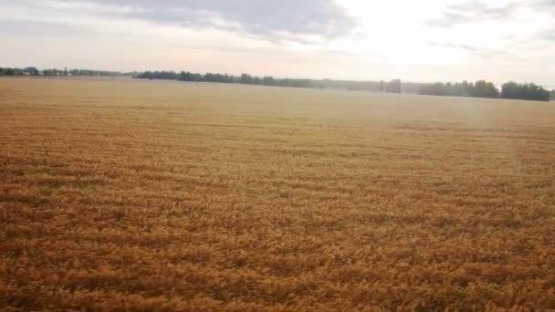 Aérea: Campo amarillo de trigo, mar azul. Mañana de verano . — Vídeo de stock