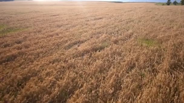 Hava: Buğday, mavi deniz sarı alan. Yaz sabahı. — Stok video