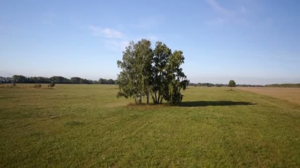 Anténa: letu nad krásné zelené strom na zlaté letní pole — Stock video