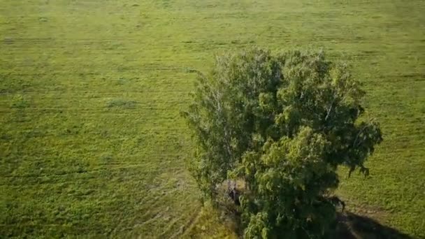 Aerial: flight over beautiful green tree at golden summer field — Stock Video