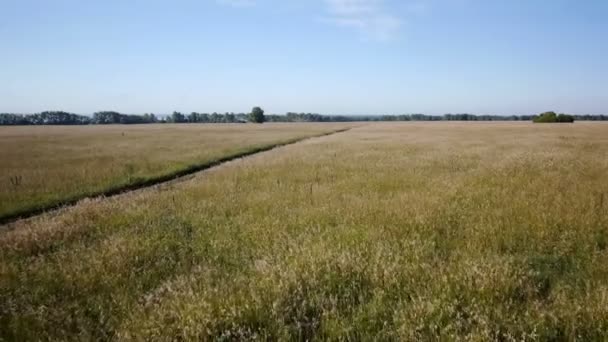 Aéreo: Campo amarelo de trigo, mar azul. Manhã de verão . — Vídeo de Stock