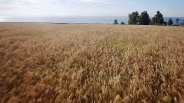 Antenne: gelbes Weizenfeld, blaues Meer. Sommermorgen. — Stockvideo