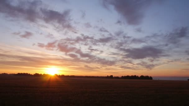 AERIAL: Levantamiento del campo de trigo hacia el sol — Vídeo de stock