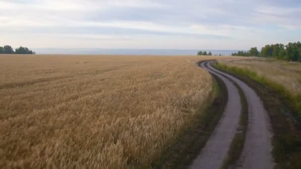 Повітря: Жовте поле пшениці, блакитне море. Літній ранок . — стокове відео
